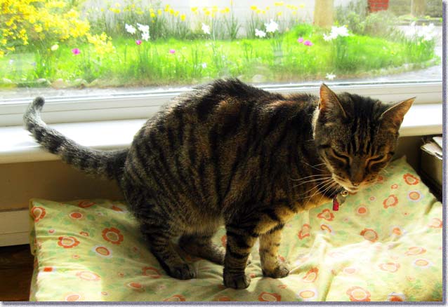 寝ぼけ顔のアンジー